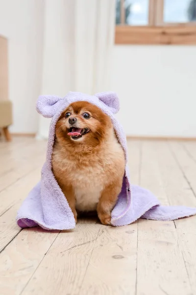 Dog after bath wrapped in a towel