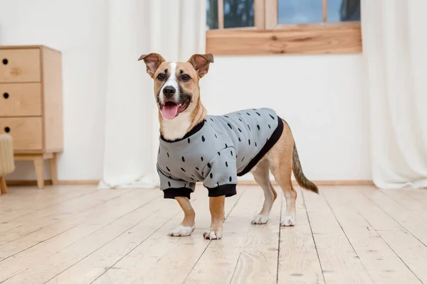 Dog in fashionable clothes. Dressed dog. Dog clothes. Pet Supplies