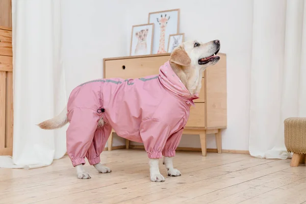 Anjing Berpakaian Modis Anjing Berpakaian Pakaian Anjing Persediaan Pet — Stok Foto