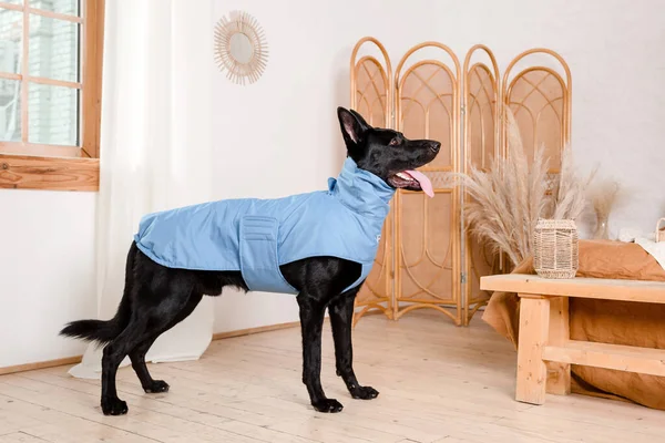 Hond Modieuze Kleren Gekleed Hondje Hondenkleren Huisdierbenodigdheden — Stockfoto