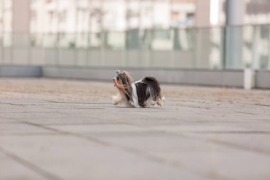 Kunduz Yorkshire Terrier köpeği yürüyüşe çıktı.