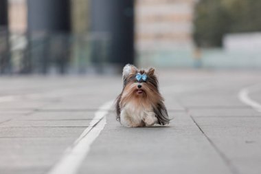 Kunduz Yorkshire Terrier köpeği yürüyüşe çıktı.