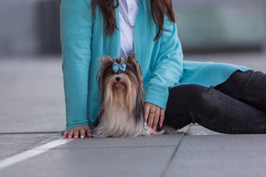Kunduz Yorkshire Terrier köpeği yürüyüşe çıktı.
