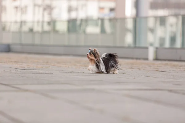 Beaver Yorkshire Terrier Chien Promenade — Photo