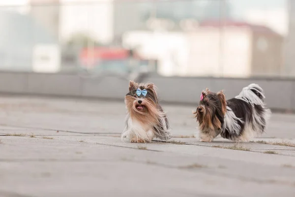 ビーバーヨークシャー テリアの犬が散歩中 — ストック写真