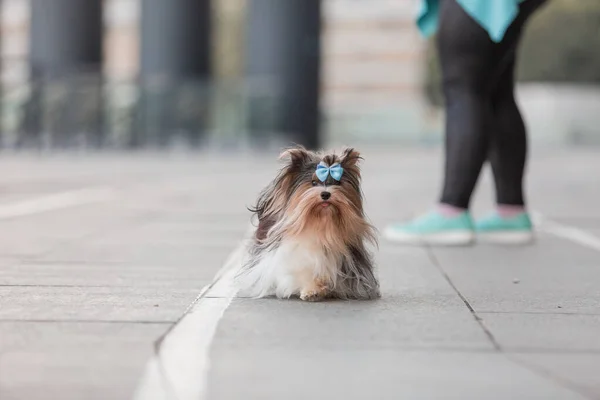 Beaver Yorkshire Terrier Dog Walk — Stock Photo, Image