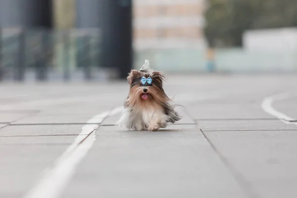 Bever Yorkshire Terrier Hond Een Wandeling — Stockfoto