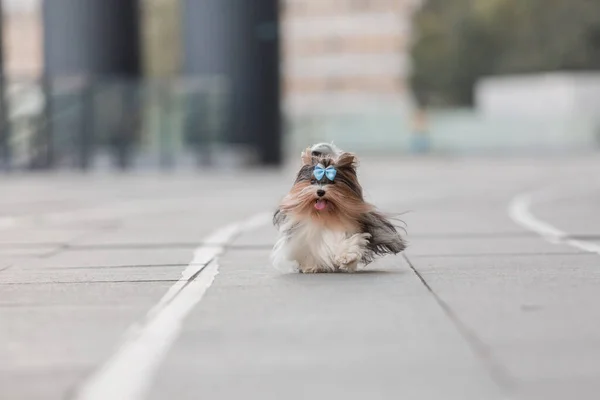 Castor Yorkshire Terrier Perro Paseo — Foto de Stock