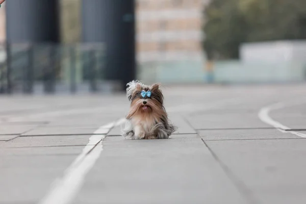 Bever Yorkshire Terrier Hond Een Wandeling — Stockfoto