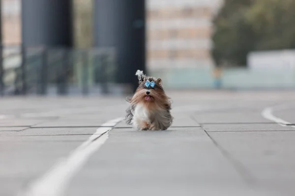 ビーバーヨークシャー テリアの犬が散歩中 — ストック写真
