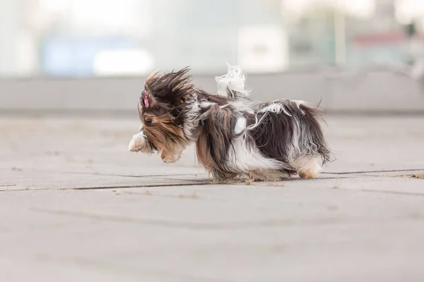 Castor Yorkshire Terrier Perro Paseo — Foto de Stock