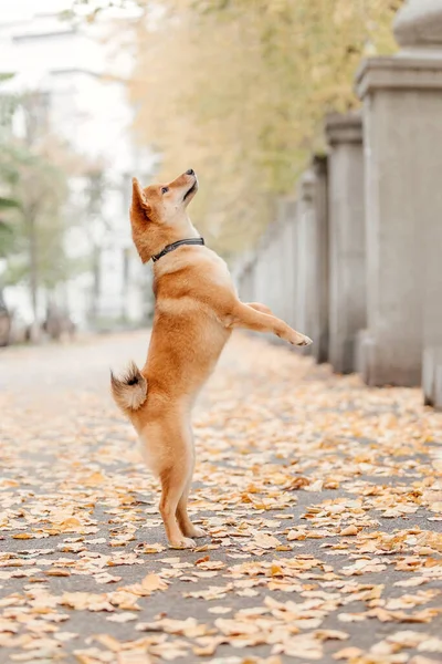 Shiba Inu Köpek Açık Havada Sonbahar Koleksiyonları Köpek Gezdirme — Stok fotoğraf