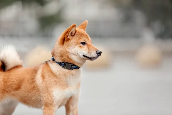 Shiba Inu Dog Outdoor Autumn Collections Dog Walking — Stock Photo, Image