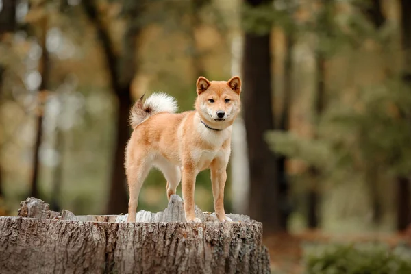 Shiba Inu Hund Freien Herbstkollektionen Hundeauslauf — Stockfoto