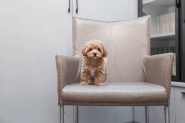 Tapılası Maltese ve Fino köpeği, parkta koşup zıplayarak mutlu bir şekilde Puppy 'yi (veya Maltipoo Dog' u) karıştırır. Sonbahar Sonbahar mevsimi