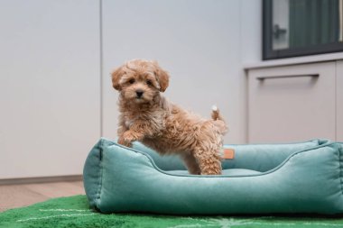 Tapılası Maltese ve Fino köpeği, parkta koşup zıplayarak mutlu bir şekilde Puppy 'yi (veya Maltipoo Dog' u) karıştırır. Sonbahar Sonbahar mevsimi
