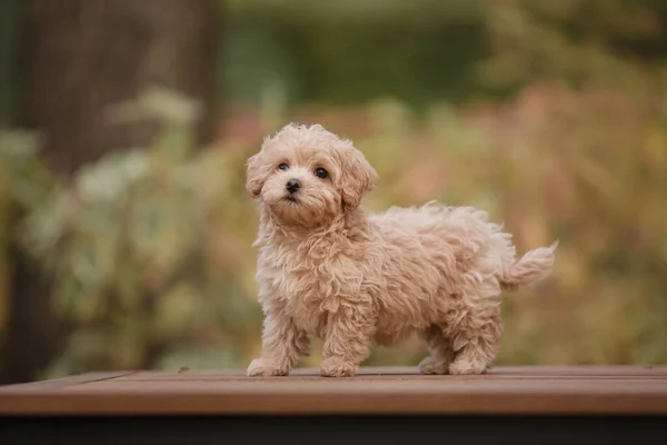Adorável Maltês Poodle Mix Filhote Cachorro Cão Maltipoo Correndo Pulando — Fotografia de Stock