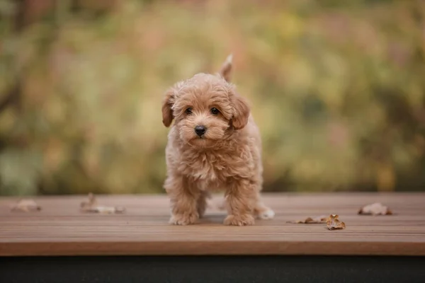 Adorável Maltês Poodle Mix Filhote Cachorro Cão Maltipoo Correndo Pulando — Fotografia de Stock