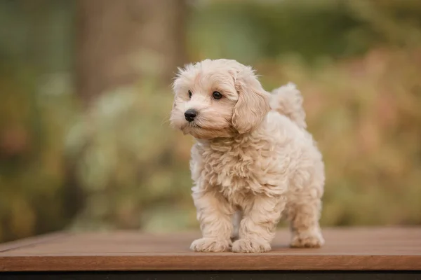 Adorable Maltese Poodle Mix Puppy Maltipoo Dog Running Jumping Happily — Stock Photo, Image