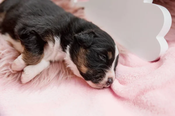 Newborn Puppy Australian Shepherd Puppy — Stock Photo, Image
