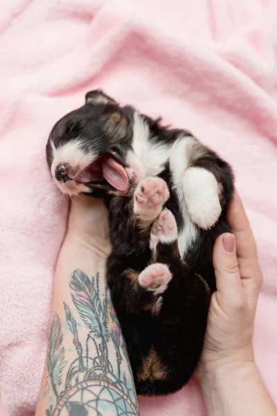 刚出生的小狗澳大利亚牧羊犬 — 图库照片