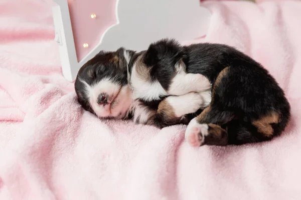 Yeni Doğmuş Köpek Yavrusu Avustralya Çoban Köpeği — Stok fotoğraf