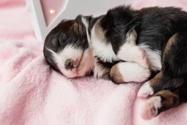 Cãozinho Recém Nascido Cachorrinho Pastor Australiano — Fotografia de Stock