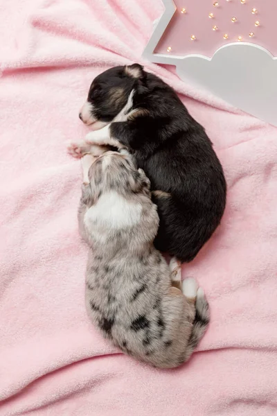 Newborn Puppy Australian Shepherd Puppy — Stock Photo, Image