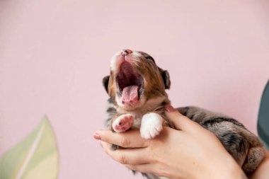 Yeni doğmuş köpek yavrusu. Avustralya Çoban Köpeği. 