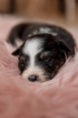 Yeni doğmuş köpek yavrusu. Avustralya Çoban Köpeği. 