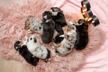 Yeni doğmuş köpek yavrusu. Avustralya Çoban Köpeği. 