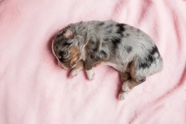 Yeni Doğmuş Köpek Yavrusu Avustralya Çoban Köpeği — Stok fotoğraf