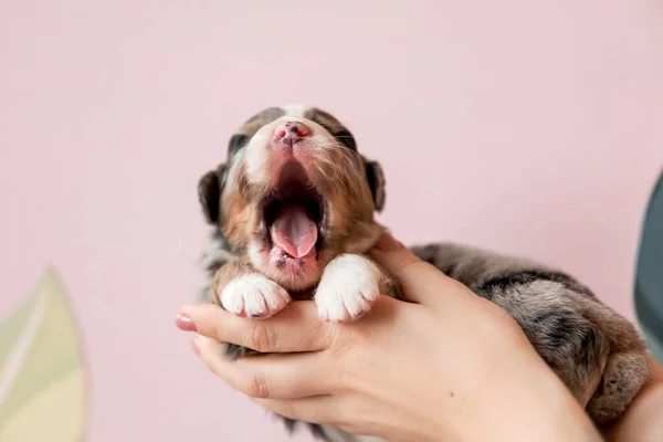 Vastasyntynyt Pentu Australian Shepherd Pentu — kuvapankkivalokuva