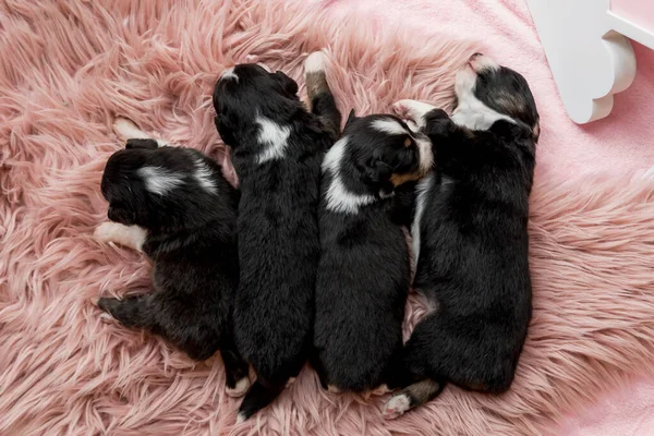 Newborn Puppy Australian Shepherd Puppy — Stock Photo, Image