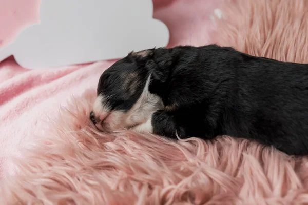 Cãozinho Recém Nascido Cachorrinho Pastor Australiano — Fotografia de Stock