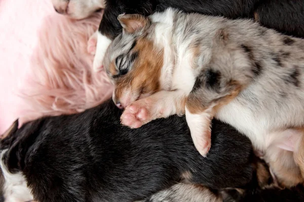 Cãozinho Recém Nascido Cachorrinho Pastor Australiano — Fotografia de Stock