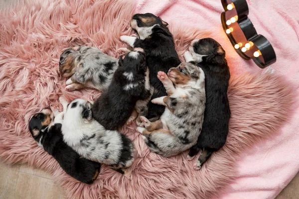 Yeni Doğmuş Köpek Yavrusu Avustralya Çoban Köpeği — Stok fotoğraf