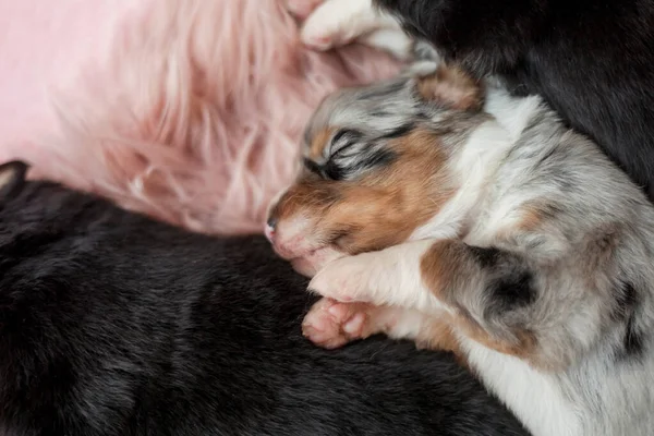 刚出生的小狗澳大利亚牧羊犬 — 图库照片