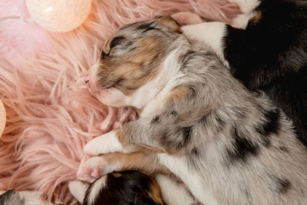 Cãozinho Recém Nascido Cachorrinho Pastor Australiano — Fotografia de Stock