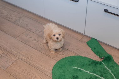 Tapılası Maltese ve Fino karışımı köpek yavrusu (veya Maltipoo köpeği))