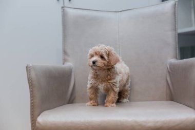 Tapılası Maltese ve Fino karışımı köpek yavrusu (veya Maltipoo köpeği))