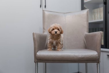 Tapılası Maltese ve Fino karışımı köpek yavrusu (veya Maltipoo köpeği))