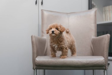 Tapılası Maltese ve Fino karışımı köpek yavrusu (veya Maltipoo köpeği))