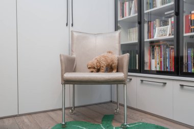 Tapılası Maltese ve Fino karışımı köpek yavrusu (veya Maltipoo köpeği))