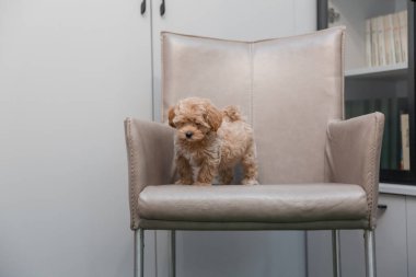 Tapılası Maltese ve Fino karışımı köpek yavrusu (veya Maltipoo köpeği))