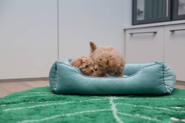 Tapılası Maltese ve Fino karışımı köpek yavrusu (veya Maltipoo köpeği))