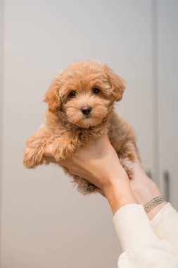 Tapılası Maltese ve Fino karışımı köpek yavrusu (veya Maltipoo köpeği))
