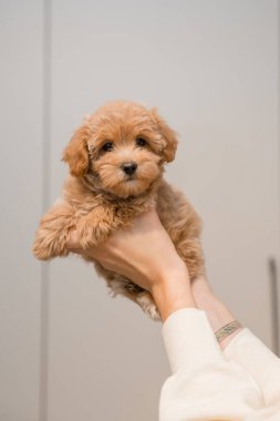 Tapılası Maltese ve Fino karışımı köpek yavrusu (veya Maltipoo köpeği))