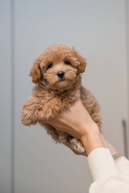 Tapılası Maltese ve Fino karışımı köpek yavrusu (veya Maltipoo köpeği))