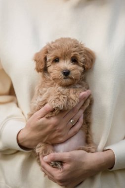 Tapılası Maltese ve Fino karışımı köpek yavrusu (veya Maltipoo köpeği))